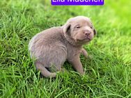 Labradorwelpen Silber - Kriebstein