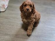 Cockapoo welpen mit Papiere Abgabebereit - Peine