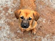 🌸Zarte Peony sucht Familienanschluss🌸 - Eislingen (Fils)