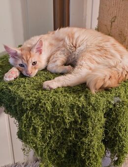 Mainecoon Dame - Rheine