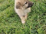 Mary; black nose Welpenkind - Geilenkirchen