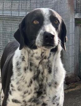 Dante wartet sehr auf seine Familie - Untergriesbach