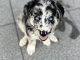 Australien Huskys in 45356