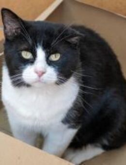 Nicky - Kater sucht Für-Immer-Zuhause - Bad Camberg