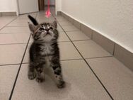 Liebevoller Kater - Köln
