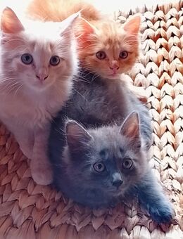 Kitten Katzenbabys Norwegische Waldkatze Maine Coon Tricolor Blau Rot Creme - Kindenheim
