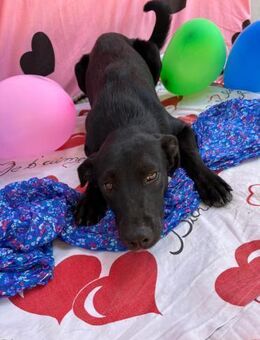 Blacky - Ettinghausen
