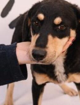 Sanfter Mudri - Ellerbek