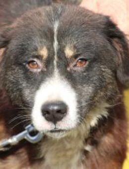 Tayto - zutraulich u. unkompliziert - Lohra