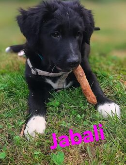Bordercollie-Mix - Sontra