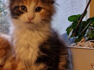 Maine Coon Kitten - Osnabrück