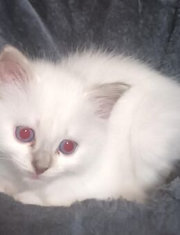 Heilige Birma kitten - Zeulenroda-Triebes