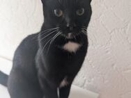 Katzen Hauskatzen - Dülmen