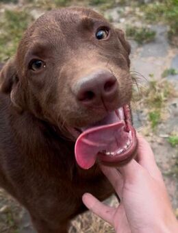 Labrador Welpen - Zwenkau