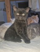 Kitte sucht ein liebevolles Zuhause in 38226