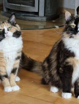 2 Mädels Ragdoll Mix - Mainhardt