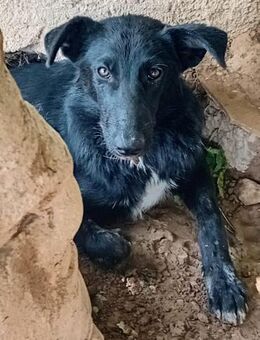 Lanny, die Gute-Laune-Hündin - Freigericht