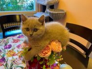 BKH Kitten - Dortmund Hombruch