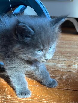 Reinrassigen Maine Coon - Babys, am 3 Juli geboren worden, die Cat- Altern XXXL große Katzen besitzen Stammbaum - Bielefeld Zentrum