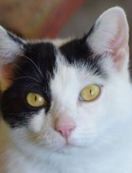 TABBY-liebe, süße Katzen-Dame - Rösrath