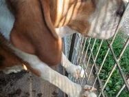 Nanook, freundlicher und aktiver Beagle - Remagen