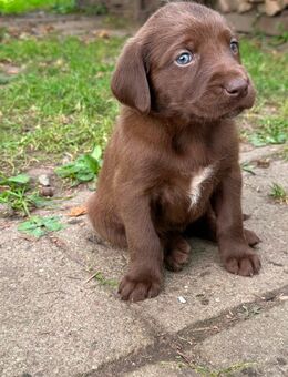 Labrador – Weimaraner Mix - Brunn (Mecklenburg-Vorpommern)