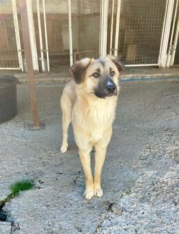 scheuer Billy sucht dring. Pflegestelle - Köln