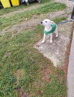 QUATRO - junger dynamischer Typ - Overath