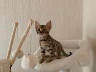 Reinrassige Bengal Kitten - Hamburg Wandsbek