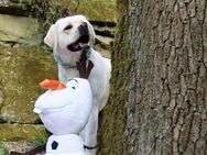 Tolle Labradorhündin, 6 Jahre - Eppingen