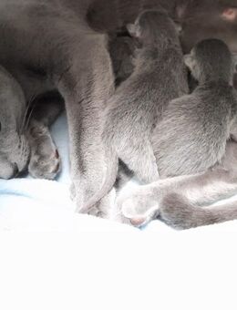 Russisch blau kitten - Hünstetten