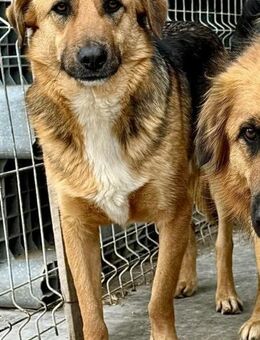 LEON 2 wünscht sich ein besseres Leben - Weilheim (Oberbayern)