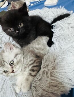 BKH Kitten 3 Monate !!! - Pfungstadt