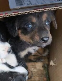 Welpe10C sucht Zuhause und Namen 💕 - Kallmünz