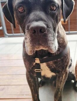 Paul, Pflegestelle in Hessen - Bad Vilbel