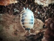 Porcellio laevis 'Panda' / Panda-Asseln / adulte Tiere - Münster