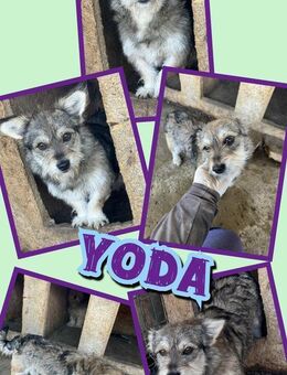 Süßer Yoda- bald auf Pflegstelle! - Nürnberg