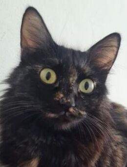 Lola - viel Liebe und besondere Pflege - Poing