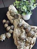 Griechische Landschildkröte NZ 2025 THB Testudo hermanni boettgeri in 95199