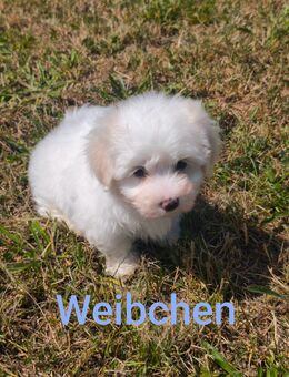 Malteser Welpen - Schömberg (Regierungsbezirk Karlsruhe)