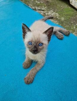 🧡🐱 Katzenbabys Blue & Kimmy 🐱🧡 - Eislingen (Fils)