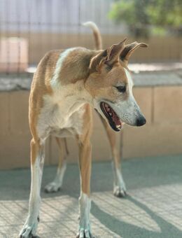FRIDA, w., kastr., Mischling, 55 cm - Sipplingen