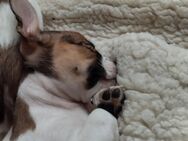 Shih Tzu Mischlingswelpen - Velbert