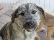 Cooper sucht sein Zuhause - Kallmünz