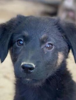 Soufflé, geb. ca. 08/2025, GRIECHENLAND - Euskirchen