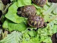 Griechische Landschildkröten THB NZ 2024 aus liebevollen Händen incl Cities Papieren - Offenhausen