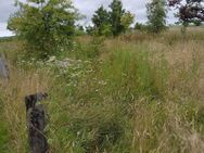Pferdewiese zu vergeben – ein kleines Paradies wartet auf dein Pferd oder Pony 🐎🌸 - Großheide