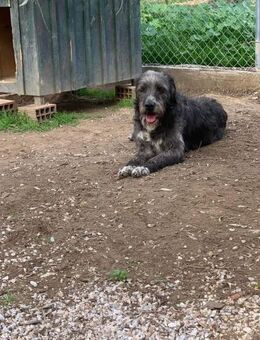 Sascha ist ein großer Kuschelbär - Grasbrunn