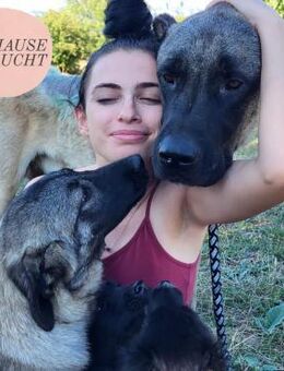 Aufgeschlossener HEARTBEAT sucht ZH❤️ - Saarbrücken