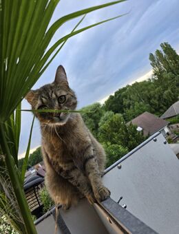 BkH Kater - Bergkamen
